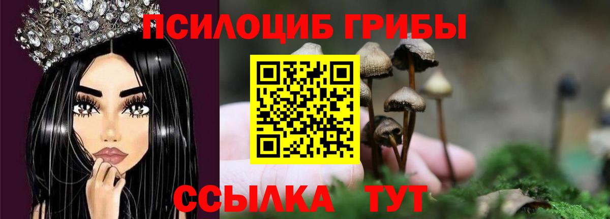 Галлюциногенные грибы Psilocybe Северск